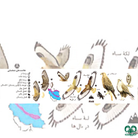 گونه سارگپه پا بلند Long-legged Buzzard